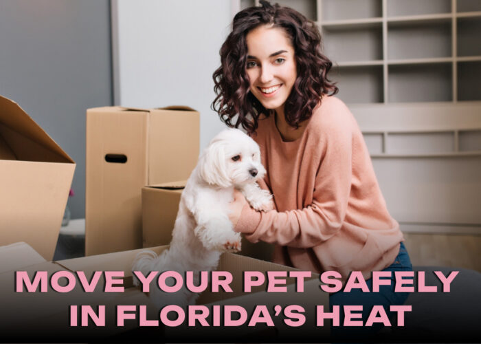 How to Move Your Pet Safely in Florida’s Heat